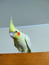 Close-up of parrot perching on table