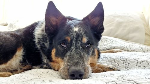 Close-up portrait of a dog resting on bed