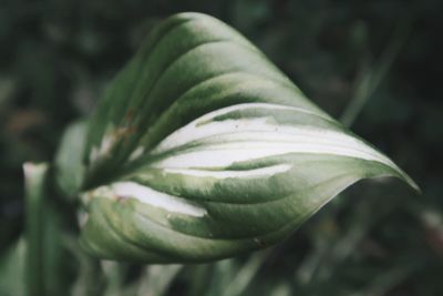 Close-up of fresh green plant