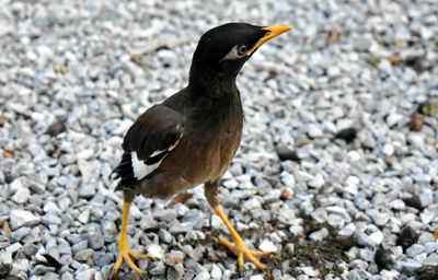 Close-up of bird perching on rock