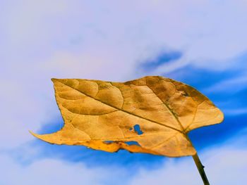 Close-up of yellow maple leaf against blue sky