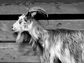 Close-up of goat by wooden fence