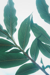 Low angle view of leaves