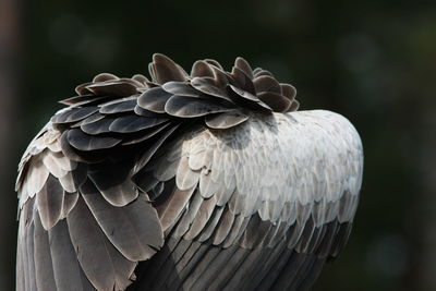 Close-up of eagle