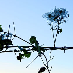 Low angle view of trees against clear blue sky