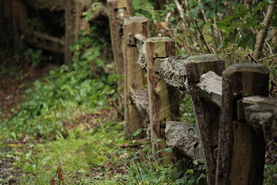 Stack of logs on field in forest