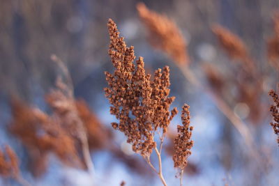 Close-up of dried plant during winter