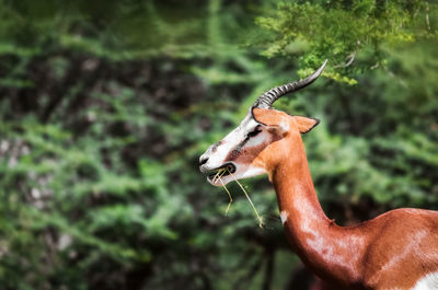 Close-up of giraffe