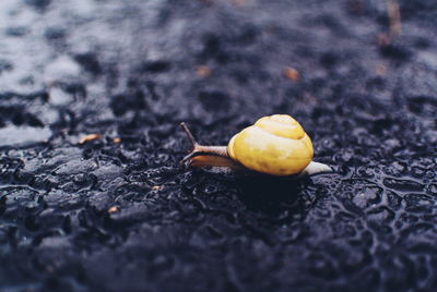 Close-up of snail on land