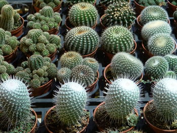 Full frame shot of succulent plants