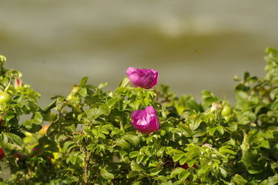 Close-up of pink flowers