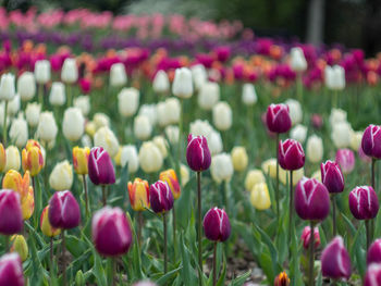 Close-up of tulips blooming outdoors