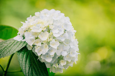 Close-up of white flowers blooming outdoors