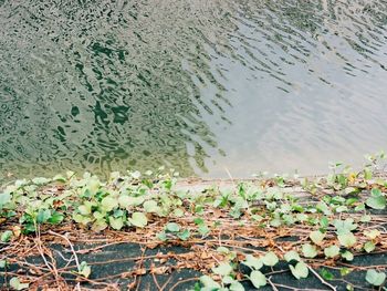 Plant growing in water