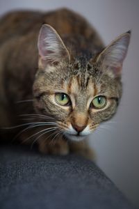 Close-up portrait of cat
