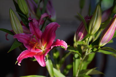 Close-up of pink flowering plant