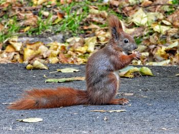 Close-up of squirrel on rock