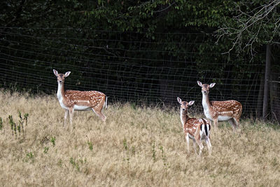 Deer in a field