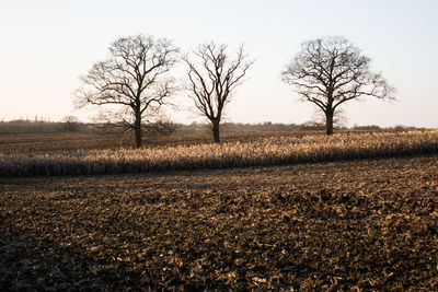 Trees on field against clear sky