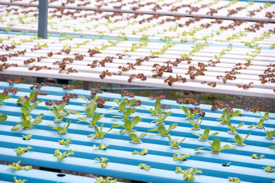 High angle view of plants