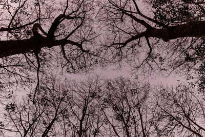 Low angle view of bare tree against sky