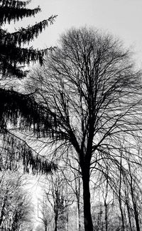Low angle view of bare trees against sky