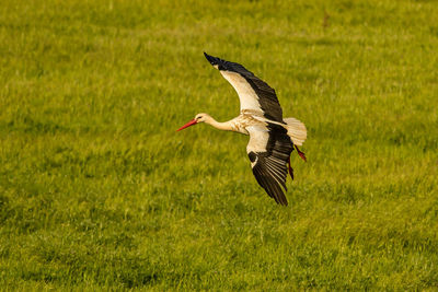 Bird flying over a field