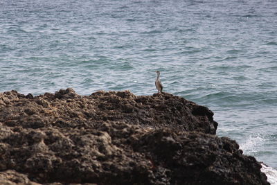 View of bird on rock by sea