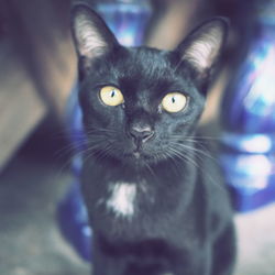Close-up portrait of cat at home