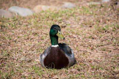 Close-up of a duck on field