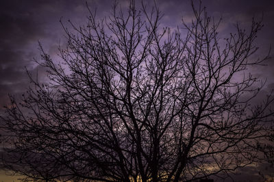 Low angle view of silhouette bare tree against sky