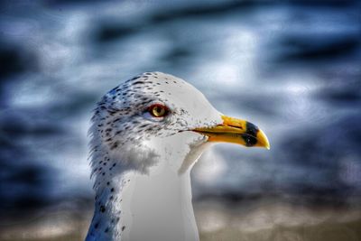Close-up of bird
