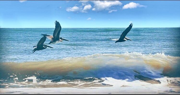 animal themes, animals in the wild, animal, sea, water, animal wildlife, group of animals, nature, marine, vertebrate, sky, sea life, motion, flying, cloud - sky, no people, horizon over water, outdoors, mammal, aquatic mammal, seagull