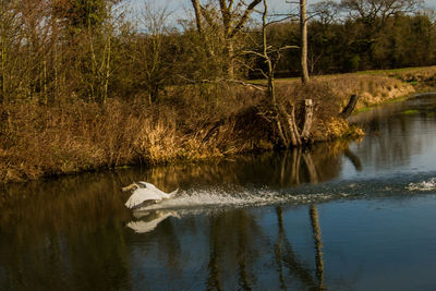View of duck in lake