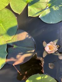 Close-up of lotus water lily in lake