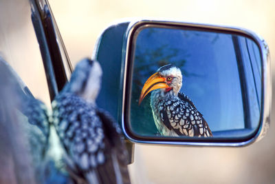 Reflection of bird in side-view mirror of car