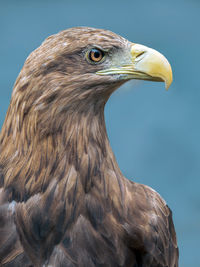 Close-up of eagle