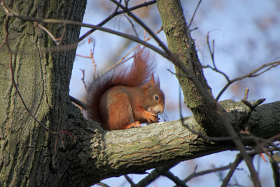 Squirrel on tree