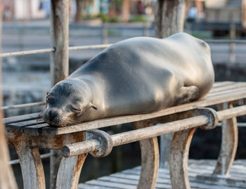 Close-up of seal sleeping on bench at pier