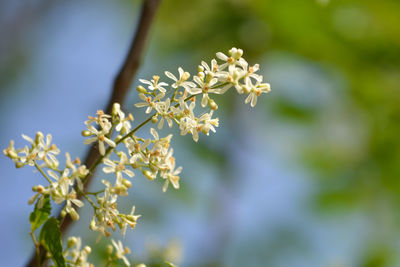 Medicinal ayurvedic azadirachta indica or neem leaves and flowers