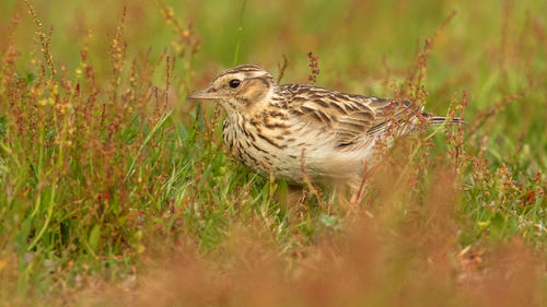 Close-up of a bird on field