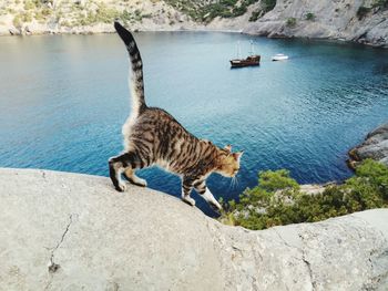 Tabby cat in ukraine