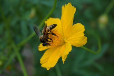 Close-up of bee on yellow flower