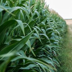 Close-up of fresh green plant in field