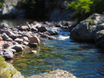 River through forest