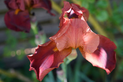 Close-up of red rose flower