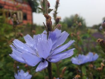 Close-up of honey bee on flower blooming outdoors