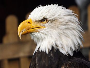 Bald eagle in profile at warwick castle, uk