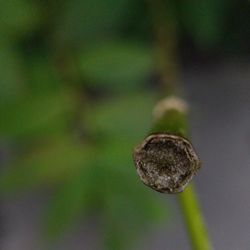 Close-up of plant growing outdoors