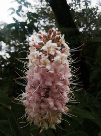 Close-up of flowers on tree